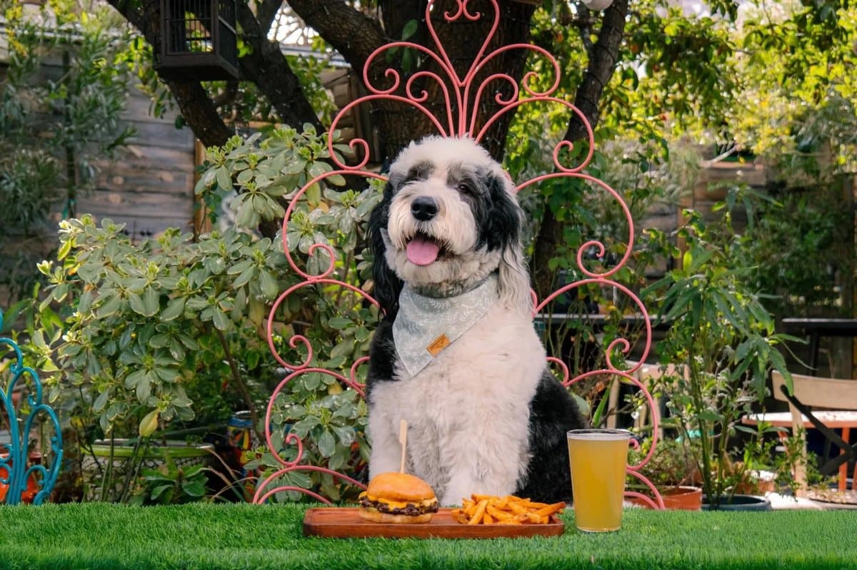 Dog Friendly Restaurants in Las Vegas: Where You and Your Dog Can Enjoy a Meal Together