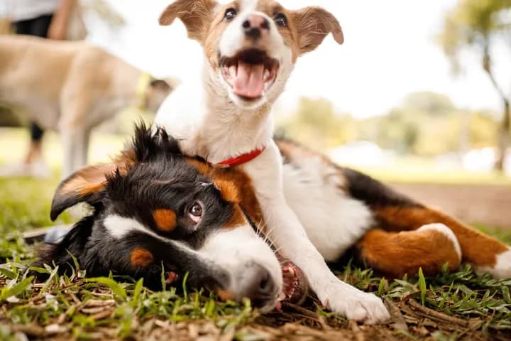Top Dog Parks in Las Vegas and Tips for Visiting Safely — additional context